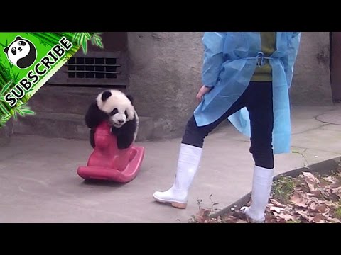 Panda Baby auf einem Schaukelpferd