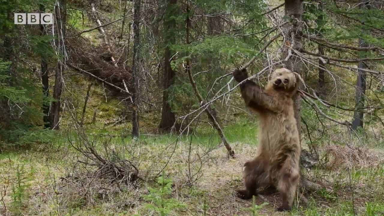 Bären tanzen zu "Jungle Boogie"