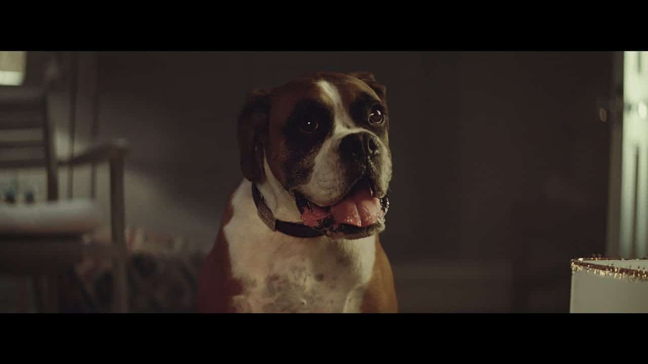 Buster The Boxer: Christmas commercial door John Lewis