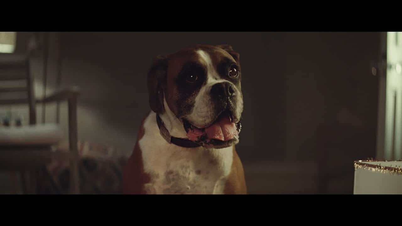 Buster The Boxer: Weihnachtsspot von John Lewis