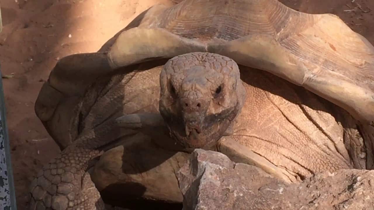 Den här sköldpaddan tycker att sex bara är "Wow"