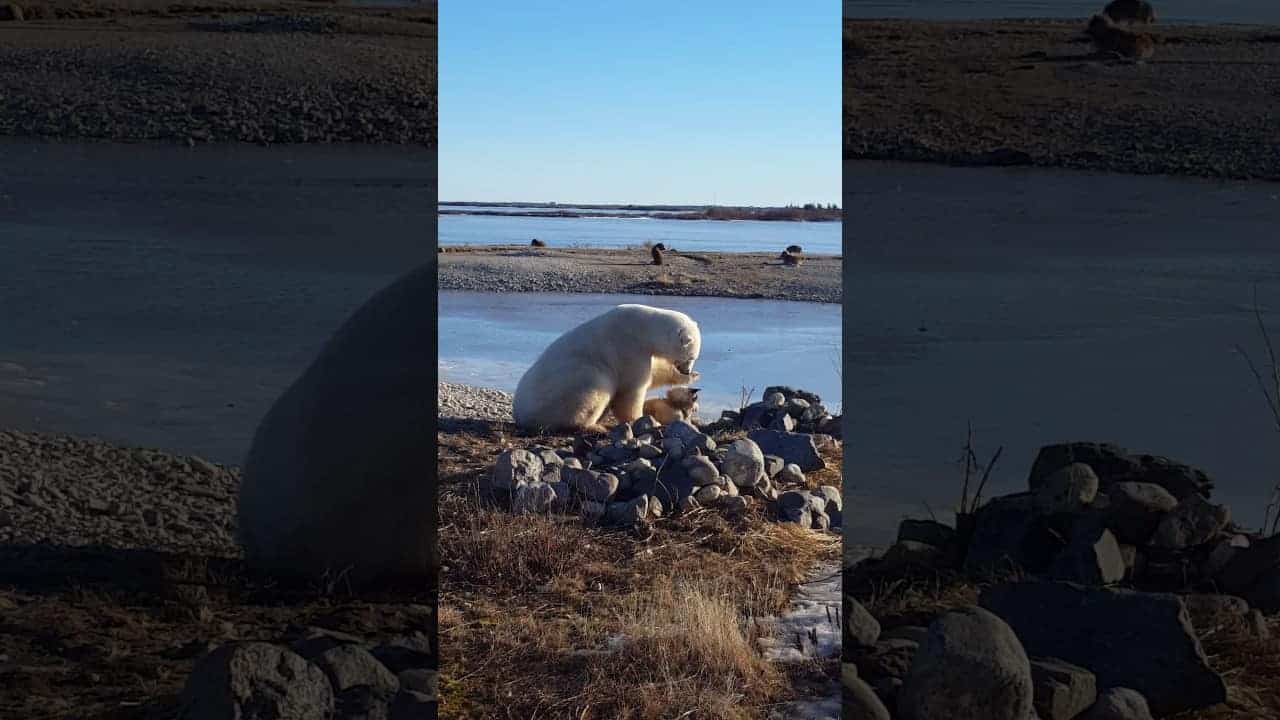 Eisbär tätschelt einen Schlittenhund