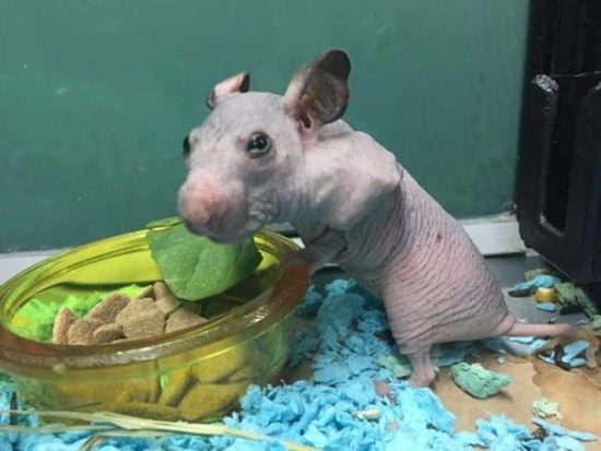 Verlassener, haarloser Hamster kriegt einen kleinen Pullover, um ihn vor der Kälte zu schützen
