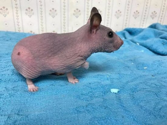 Verlassener, haarloser Hamster kriegt einen kleinen Pullover, um ihn vor der Kälte zu schützen