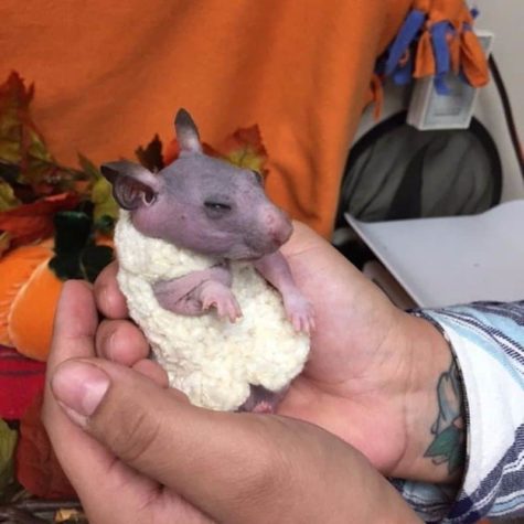 Verlassener, haarloser Hamster kriegt einen kleinen Pullover, um ihn vor der Kälte zu schützen