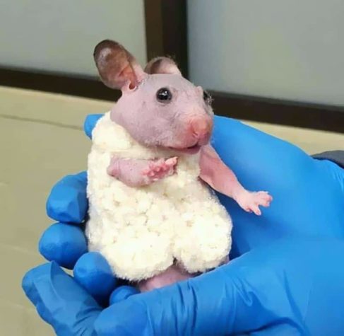 Verlassener, haarloser Hamster kriegt einen kleinen Pullover, um ihn vor der Kälte zu schützen