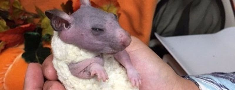 Verlassener, haarloser Hamster kriegt einen kleinen Pullover, um ihn vor der Kälte zu schützen
