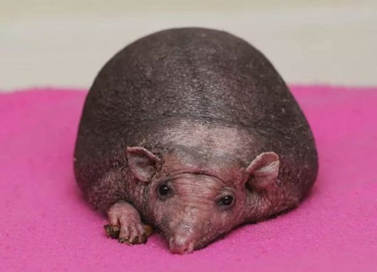 Igel ohne Stacheln