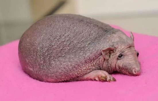 Igel ohne Stacheln