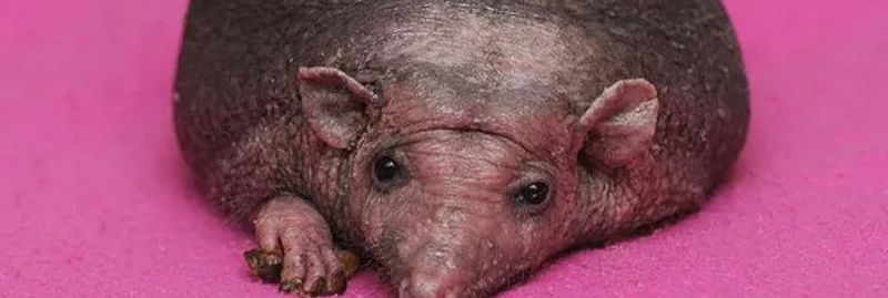 Igel ohne Stacheln Dravens Tales from the Crypt