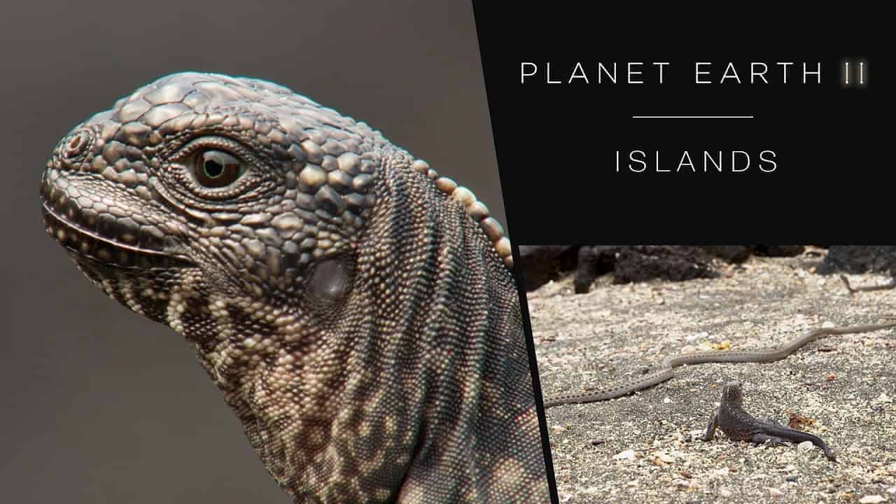 Iguana umzingelt und verfolgt von Schlangen