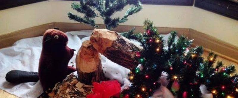 kanadischer weihnachtsbaum kl