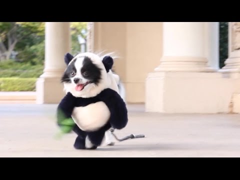 Panda Puppy: Junger Hund als Panda verkleidet