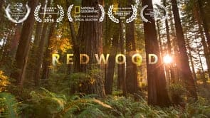 Redwood