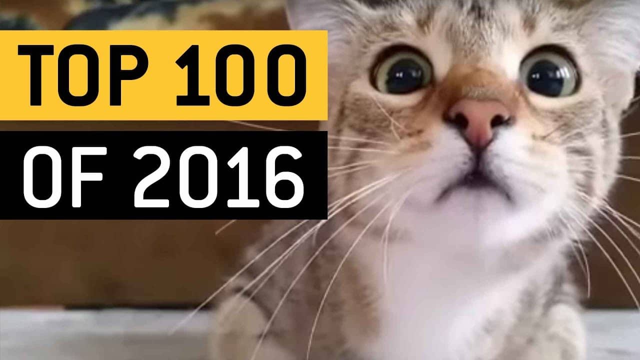 De 100 mest virale videoene i 2016