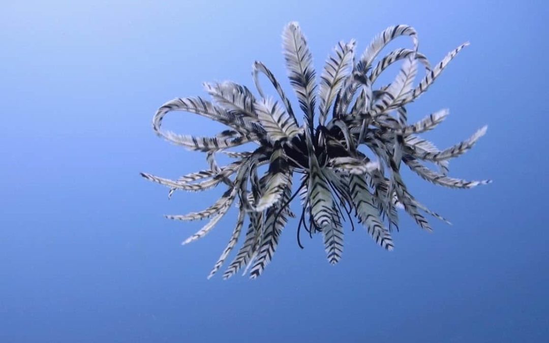 Vapaa alaston Pullea teini kuvia