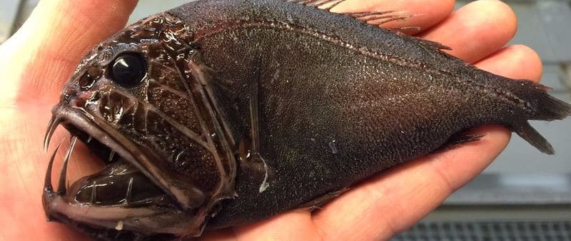 Die bizarrsten Monster aus dem Meer