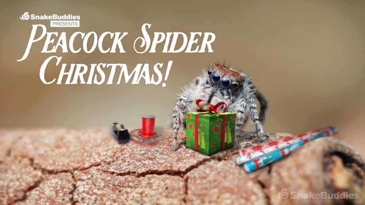 How nice and happy spiders celebrate Christmas
