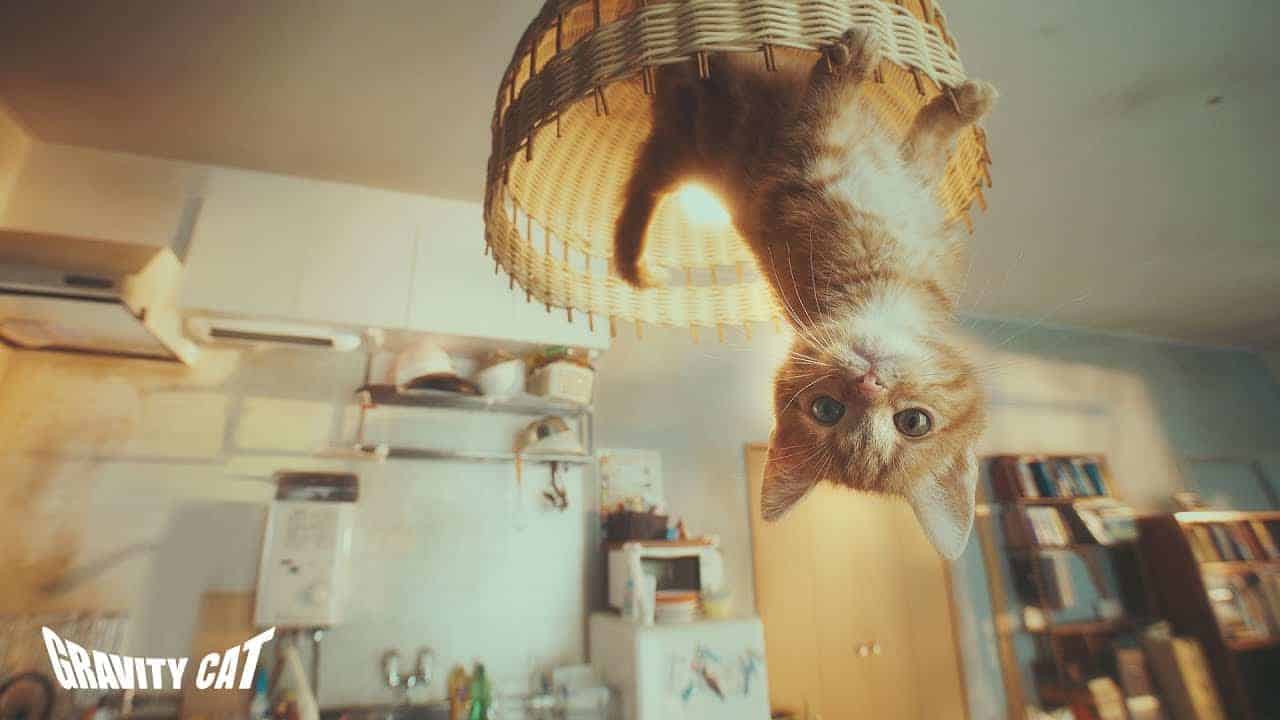 Gravity Cat
