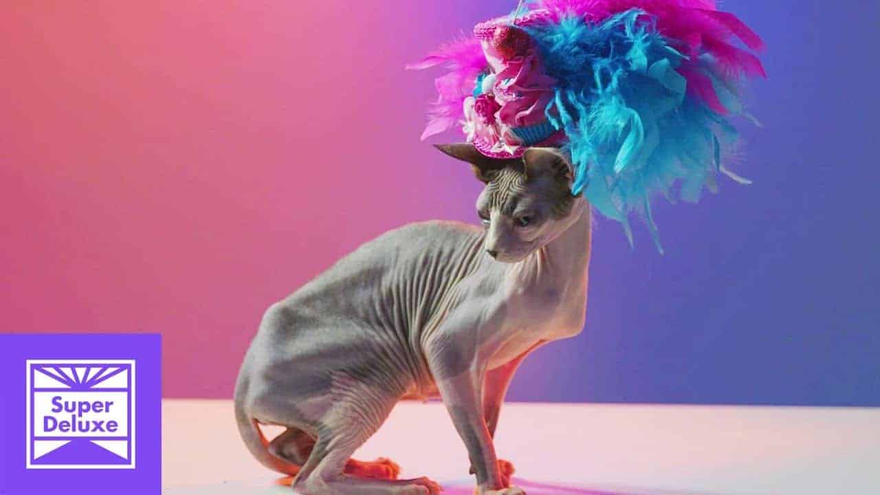 Hairless Cats with Fancy Hats
