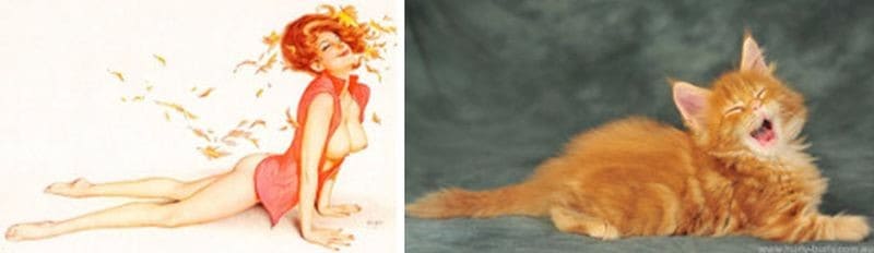 Wenn Katzen wie Pin-Up Girls posieren