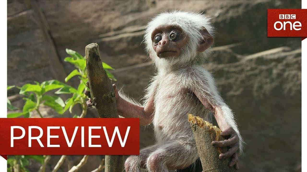 Wenn Affen trauern: Affen-Kameraroboter wird von Affen für echt gehalten