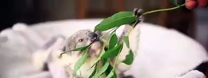 Baby koala při jídle