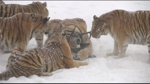 Siberian tigers hunt an electronic bird