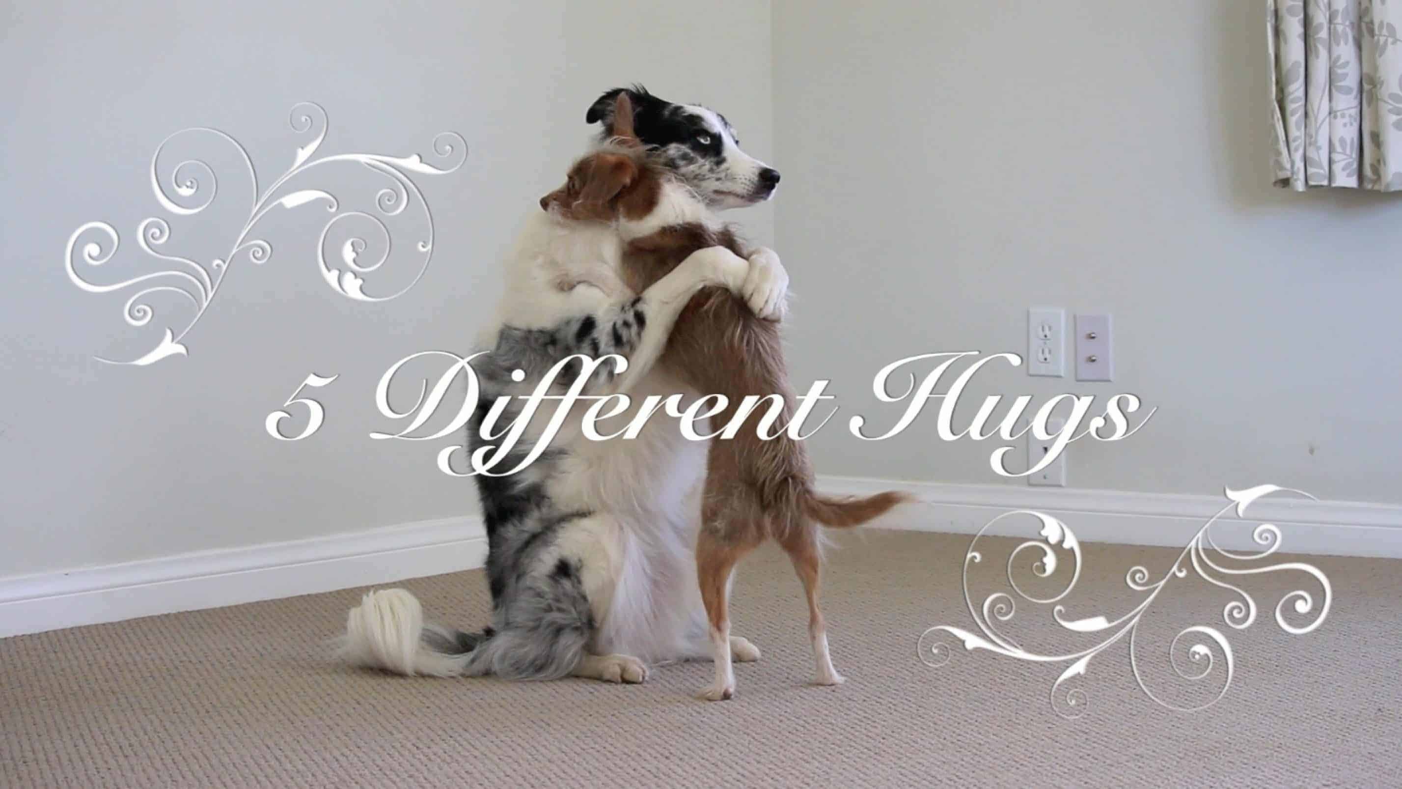 Valentinsdag: 5 forskellige typer kram demonstreret af hunde