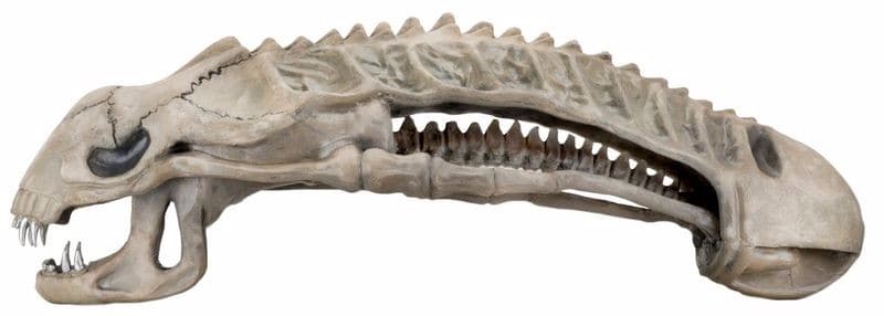 Lebensgrosse Xenomorph Skull Replica