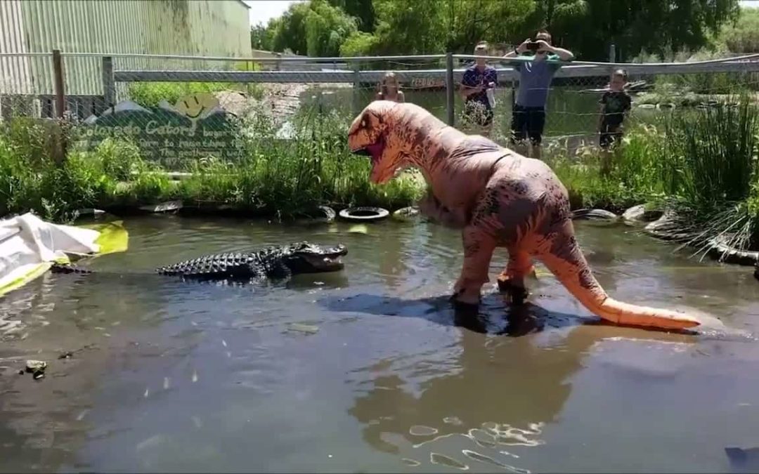 Dave barbaari Pornic