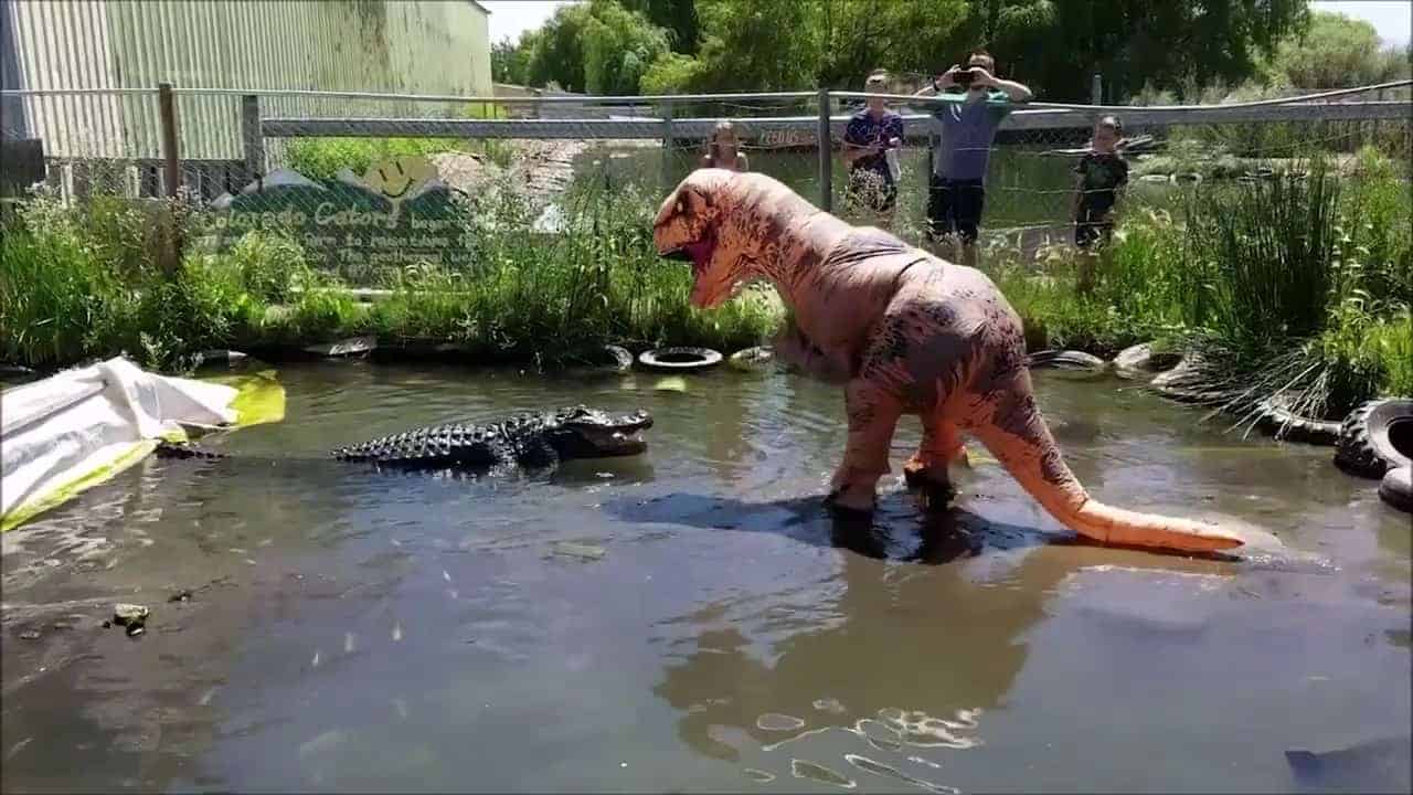 Fjollet klædt ud som en T-Rex driller stor alligator