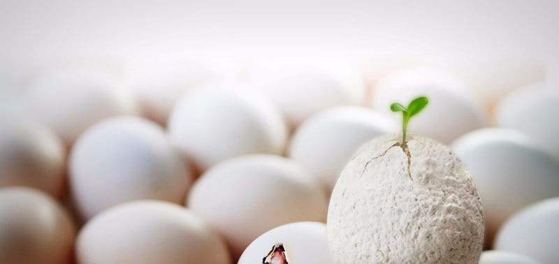 Reborn: Eine Pflanze im Ei als wiedergeborenes Haustier