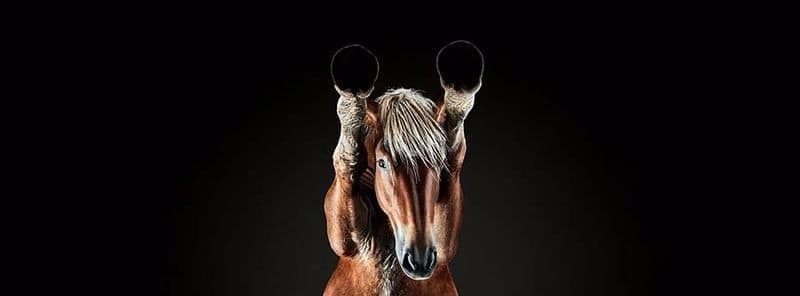 Underlook: Andrius Burba zeigt uns Tiere von Unten