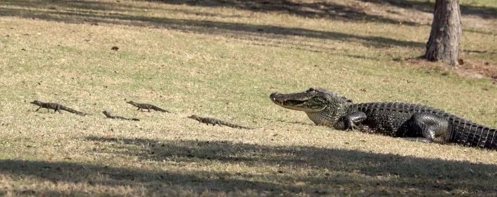 Alligator-Mutter führt ihre 16 Babys über den Golfplatz