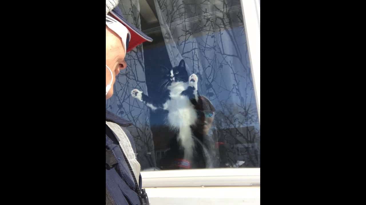 Katzen Attacke auf Briefträgerin