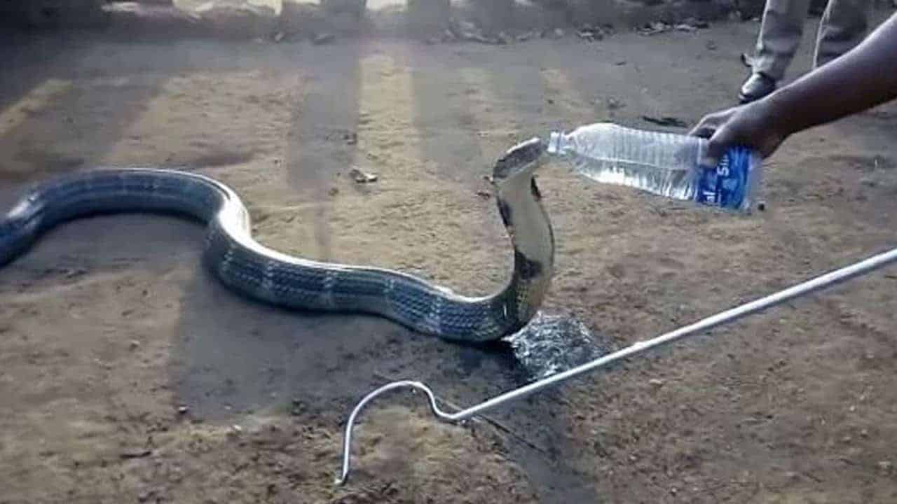 Koningscobra drinkt uit een waterfles