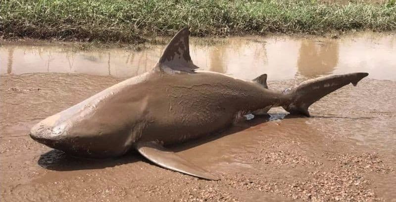 Sharknado i verkliga livet: orkanen kastar haj på land