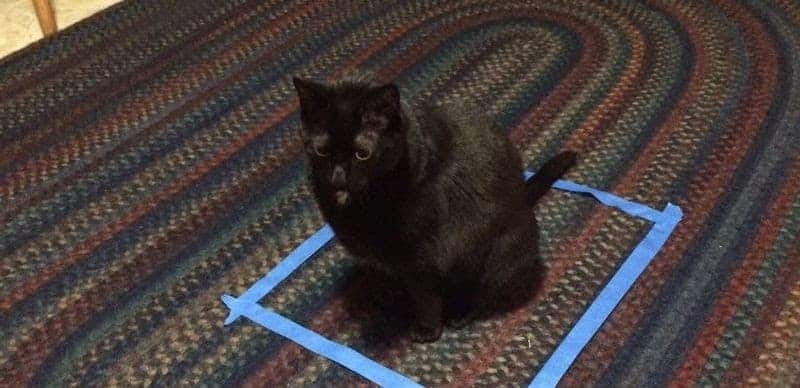 viereck boden katze drin kl
