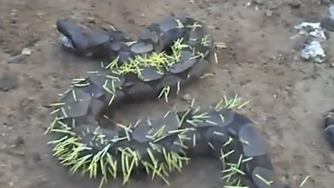 Wenn eine Boa Constrictor ein Stachelschwein umarmt