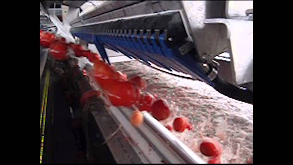 Die Präzision einer Tomaten-Sortiermaschine