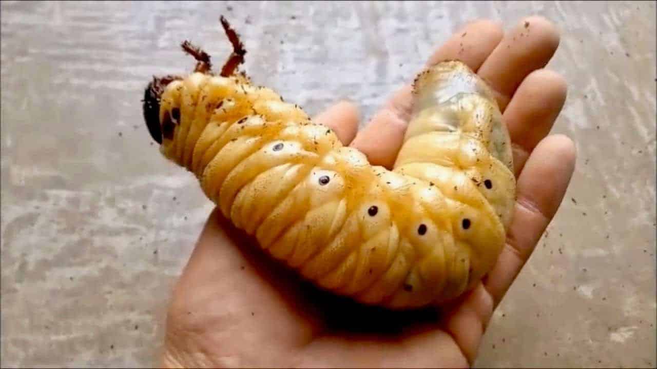 Metamorphose eines Herkuleskäfers im Zeitraffer