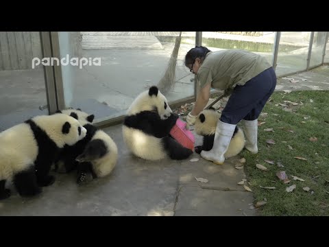 panda cubs and nanny meis war e285b1
