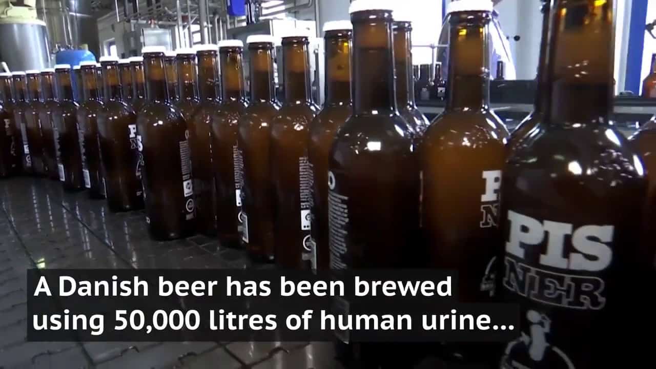 Pisner: Dänische Brauerei verwendet Urin vom Roskilde-Festival, um Bier zu brauen