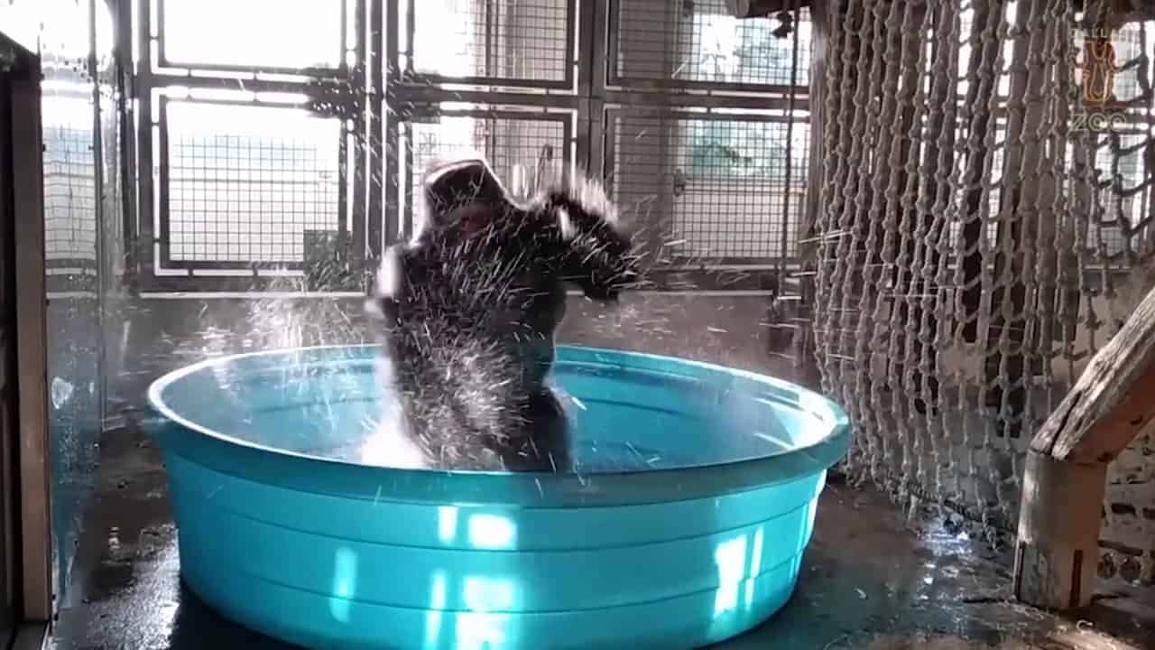 Gorilla Flashdance in Pool