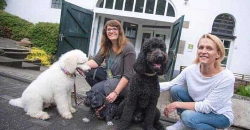 Hundekot-Festival