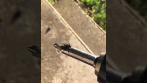 Kan flugor verkligen kasta upp?