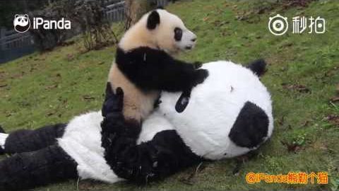 Um Baby-Pandas zu betreuen, verkleidet sich Tierpfleger als Pandas