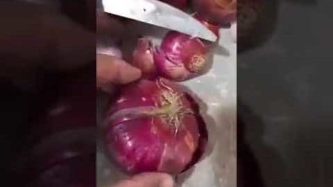 Come contrabbandare la droga nelle cipolle coltivate