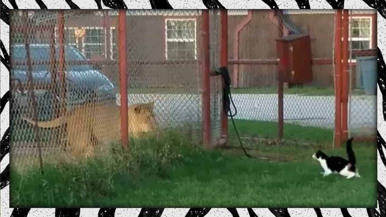 attacke wenn eine hauskatze eine